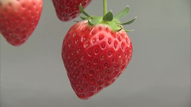 廃校の小学校を活用したイチゴ園　コロナ対策してオープン【香川・三豊市】