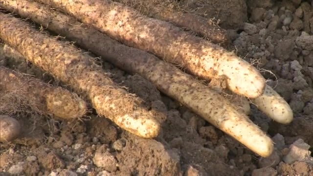 今が収穫最盛期…粘りと風味の強さが特長のヤマイモ「自然薯」【岡山・津山市】