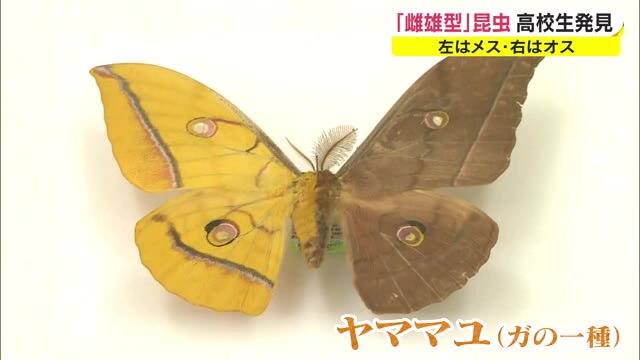 非常に珍しい昆虫発見！…体の左半分がメス、右半分がオスの昆虫とは？【岡山・赤磐市】