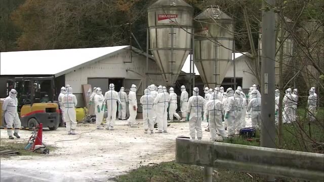 香川県鳥インフルエンザ１２例　全養鶏場で防疫措置完了【香川】