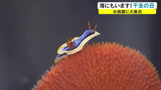 水族館でユニーク企画展…干支の「丑」にちなんだ珍しい海の生き物大集合！【岡山・玉野市】