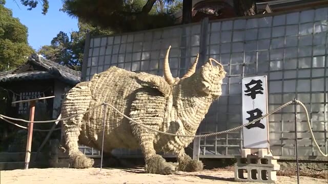 イグサで作ったウシのジャンボ飾り　神社にお目見え【岡山・早島町】