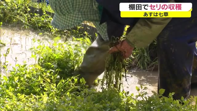 七草の前に棚田でセリの収穫【岡山・久米南町】