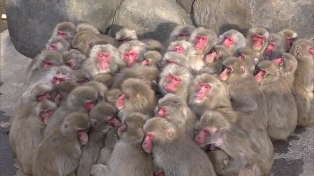 冬の風物詩　小豆島でサル団子【香川・土庄町】