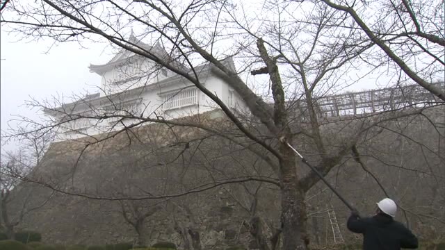 待ち遠しい春…サクラのせん定…【岡山・津山市】