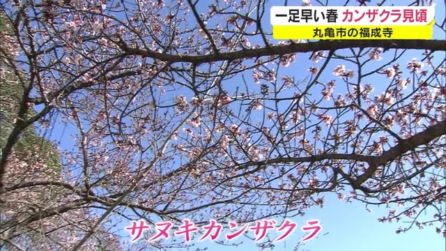 一足早く春　カンザクラが見頃に【香川・丸亀市】