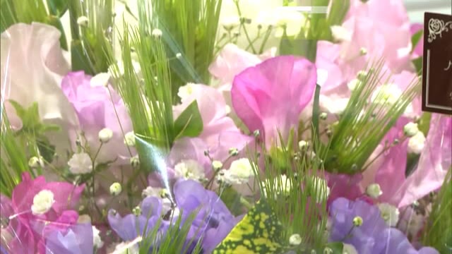 スイートピーの魅力知って…倉敷市でＰＲイベント【岡山・倉敷市】