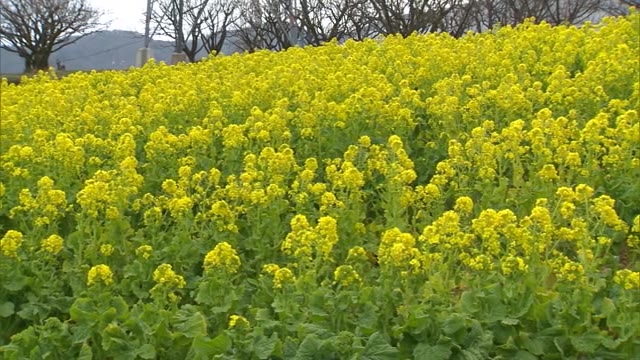 暖かな朝…津山市では菜の花満開【岡山・津山市】
