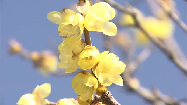 真冬に咲く  つややかな黄色い花「蝋梅」…高松で見ごろ【香川・高松市】