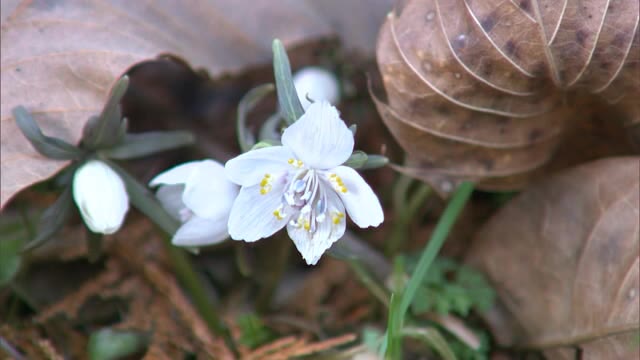 春を告げる花「セツブンソウ」咲き始める…例年よりやや遅れ【岡山・美作市】