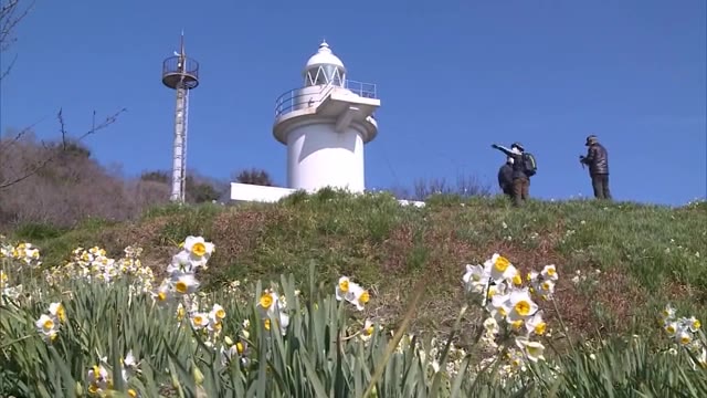 小さな島に約１０万本！コロナ禍のスイセンの島　見ごろ迎える【岡山・笠岡市】
