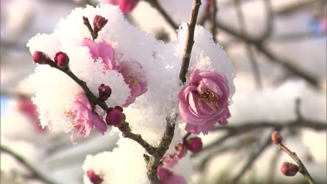津山で広がる赤と白のコントラスト…春の足音　雪と梅の花【岡山・津山市】