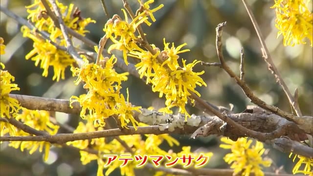 準絶滅危惧種の花が一面に…春の訪れを告げるアテツマンサク【岡山・新見市】