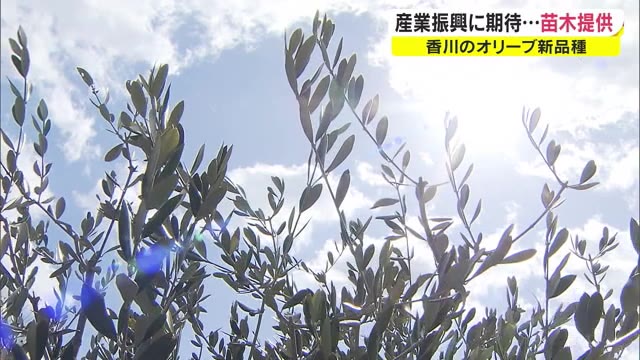 オリーブ新品種の苗木提供　産地の起爆剤に【香川】