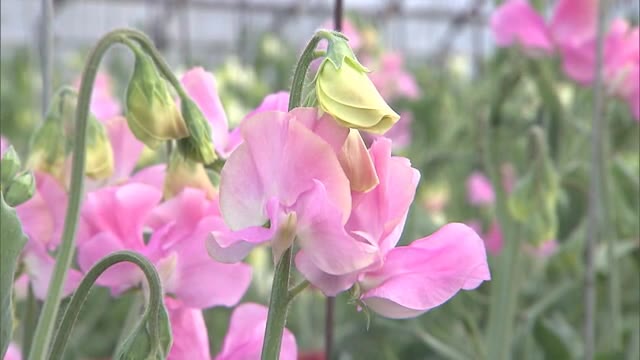 卒業や送別の贈り物としても人気のスイートピー　出荷最盛期【岡山・浅口市】