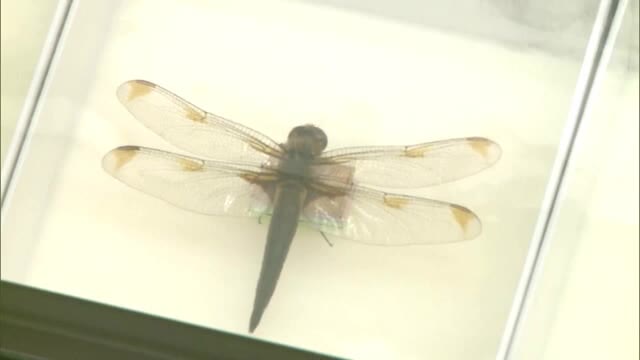 「自然や環境について考えて」岡山県のレッドデータ生物を紹介する特別展【岡山・倉敷市】