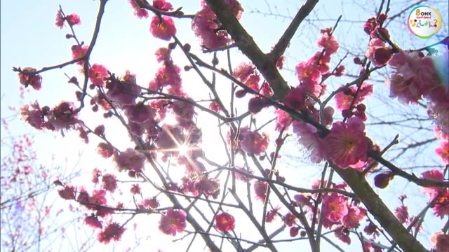 約２千本の梅の花が見頃に…梅の里公園に春の訪れ【岡山・津山市】