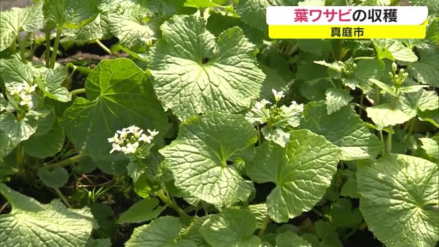 春の味覚　葉ワサビの収穫始まる　県内唯一の生産者【岡山・真庭市】