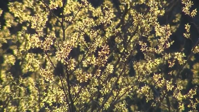 十数年ぶりに…山林の自生地にマンサク咲き始める【岡山・奈義町】