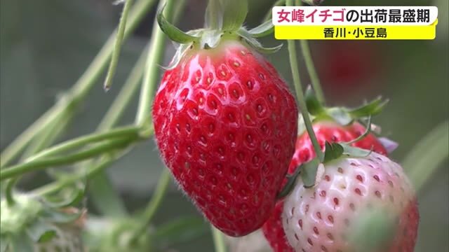 真っ赤に実った…ひな祭りのケーキ用イチゴの出荷最盛期【香川・土庄町】