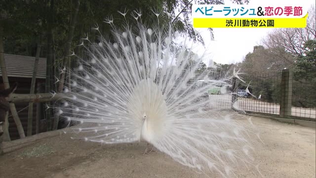 春は恋と出産のシーズン…渋川動物公園のベビーラッシュ【岡山・玉野市】