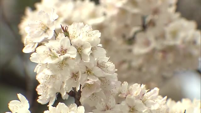 遍路道にただよう甘い香り…総本山善通寺のネハンザクラが見頃【香川・善通寺市】