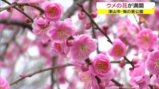 中国地方有数のウメの名所「梅の里公園」　１４品種約２０００本が満開【岡山・津山市】