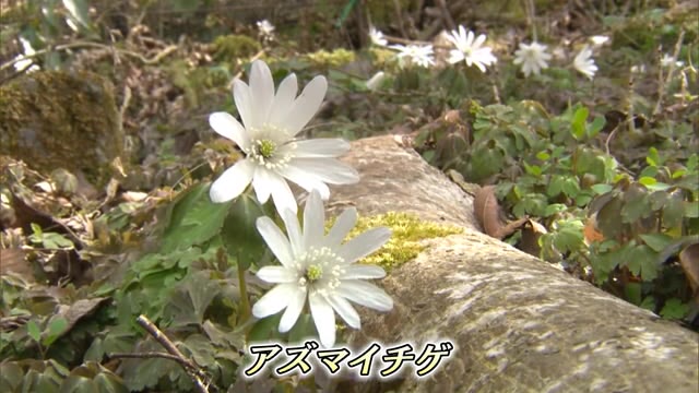 直径３センチほどの白く可憐な花　春の妖精「アズマイチゲ」咲き始める【岡山・美作市】