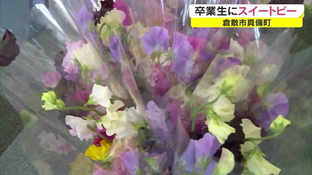 卒業生の門出をスイートピーの花束で祝う　被災地・真備町の中学校卒業生に贈る花束作り【岡山・倉敷市】