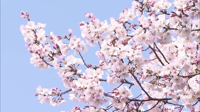 去年より１週間早く見頃に…岡山市中心部で醍醐桜が早くも満開！【岡山・岡山市】