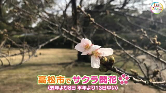 【速報】高松市でサクラ開花　観測史上最速　平年より１３日早い開花【香川・高松市】