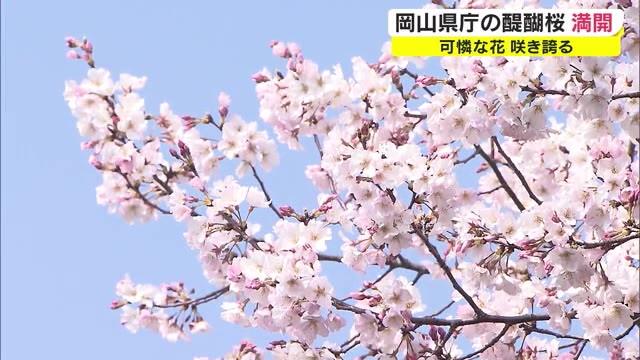 岡山県庁の「醍醐桜」１週間早く満開に　気になるソメイヨシノはいつ？【岡山・岡山市】
