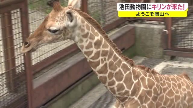 悩ましいハプニングも…新たな人気者　アミメキリンが池田動物園に到着【岡山・岡山市】
