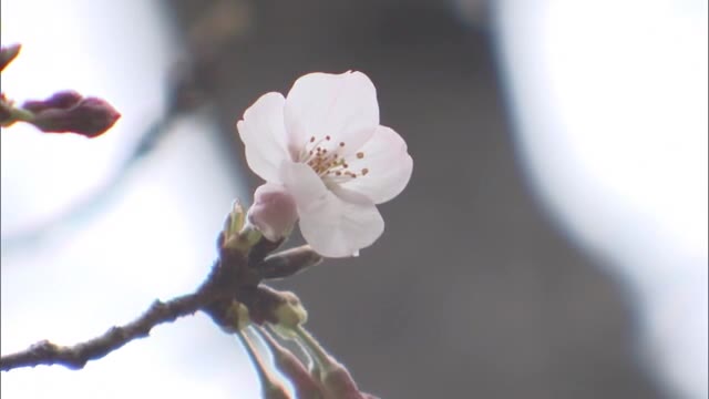 県内各地でサクラの開花を確認　岡山市のサクラ開花は観測開始以来最速タイ【岡山】