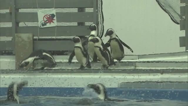 久しぶりに見る元気な姿に訪れた客は喜びの声　四国水族館 ペンギンの展示を再開！【香川・宇多津町】