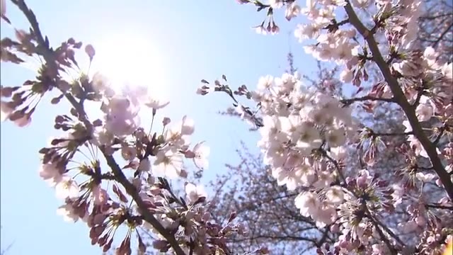 お花見はオンラインで予約を　瀬戸内海と桜の共演「紫雲出山」【香川・三豊市】