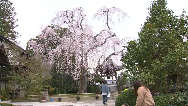見事によみがえり…咲き誇る　大枝が折れた千光寺しだれ桜　一時は伐採も検討【岡山・津山市】