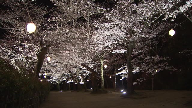 約３００本のサクラ咲き誇る栗林公園　幻想的なライトアップ２６日スタート【香川・高松市】