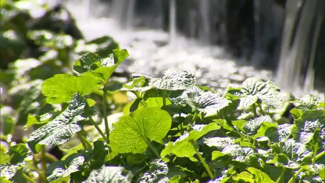 雪解けの水が流れ込む渓谷のわさび田　「葉わさび」収穫最盛期【岡山・真庭市】
