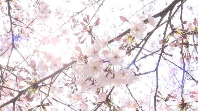４月中下旬の温かさ　ぽかぽか陽気の中津山さくらまつり開幕【岡山・津山市】