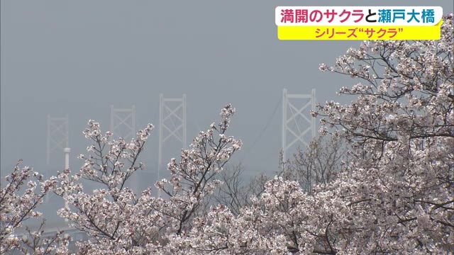岡山・香川のサクラの名所　春霞の瀬戸大橋と満開のサクラの競演【香川・坂出市】