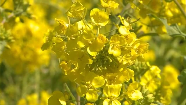 「干拓地に広がる黄色いじゅうたん」笠岡干拓地の１０００万本の菜の花見ごろ【岡山・笠岡市】