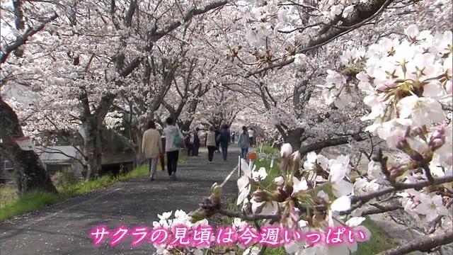 岡山・香川のサクラの名所　２キロにわたって続く約８００本のサクラのトンネル【岡山・井原市】