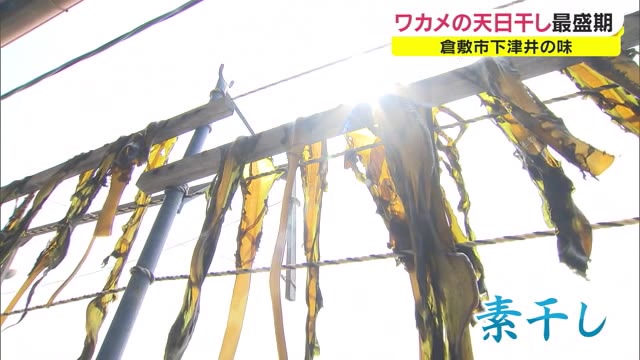 港町に黒いカーテン！？春の伝統的風景　下津井わかめ　素干し最盛期【岡山・倉敷市】