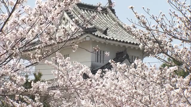 岡山・香川のサクラの名所　約７００本のソメイヨシノが見頃　天守との美しい競演　【香川・丸亀市】