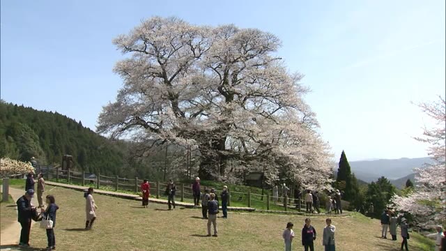 悠久の時を超え２０２１年も満開…推定樹齢千年　真庭市の醍醐桜【岡山・真庭市】