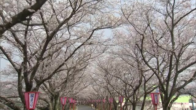 岡山・香川のサクラの名所　サクラのアーチが約１キロ！「久世トンネル桜」【岡山・真庭市】
