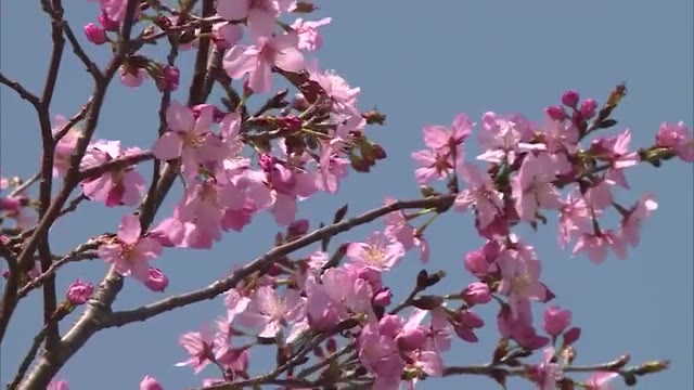 宇宙へのロマン伝える　「宇宙桜」これまでで最速の開花【岡山・倉敷市】