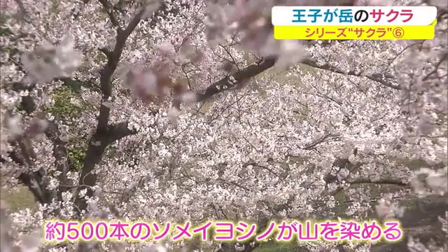 岡山・香川のサクラの名所　瀬戸内海から望む絶景「王子が岳」【岡山・倉敷市】