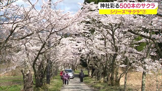 岡山・香川のサクラの名所　蒜山三座も楽しめるお花見スポット「茅部神社桜並木」【岡山・真庭市】